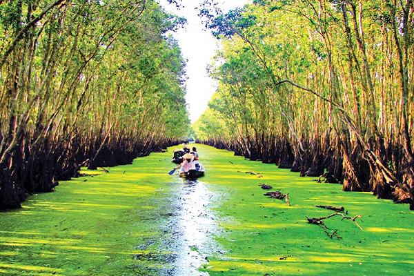 Tra Su Cajuput Forest