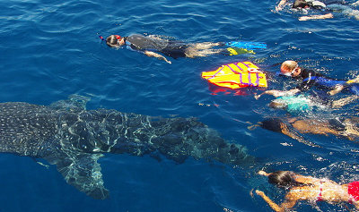 Cham Island (Snorkeling Tour )