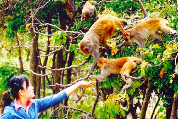 Tour Đảo Khỉ - Đảo Hoa Lan - vịnh Nha Phu