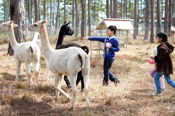 Vé ZooDoo Đà Lạt